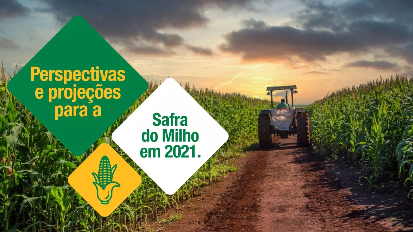 Imagem em destaque do post Perspectivas e projeções para a safra do milho em 2021